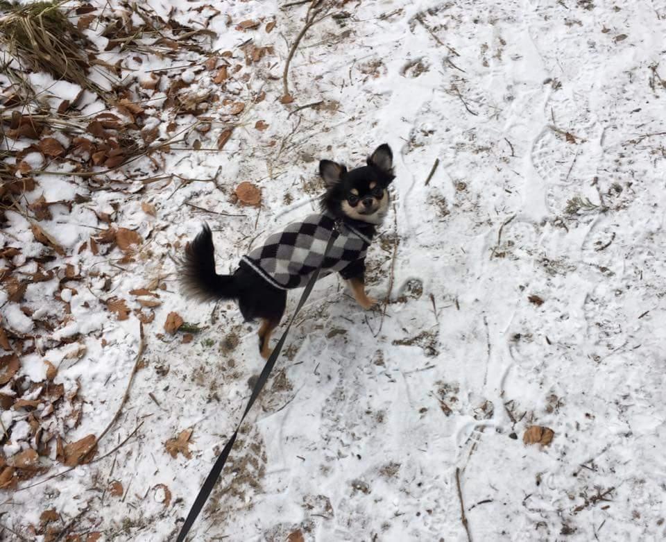 Chihuahua New Star Nova Be My Dream "Nova" billede 15