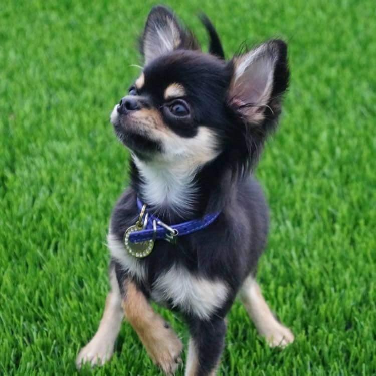 Chihuahua New Star Nova Be My Dream "Nova" billede 16