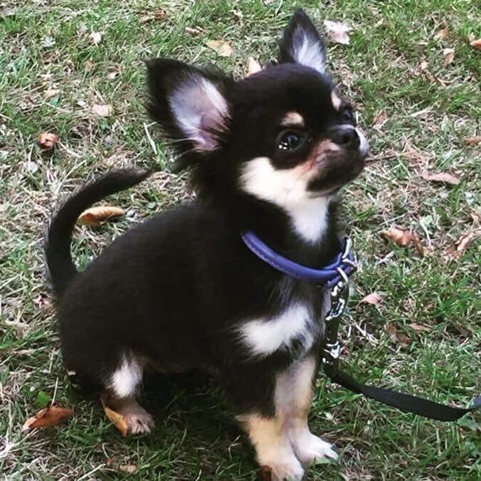 Chihuahua New Star Nova Be My Dream "Nova" billede 17