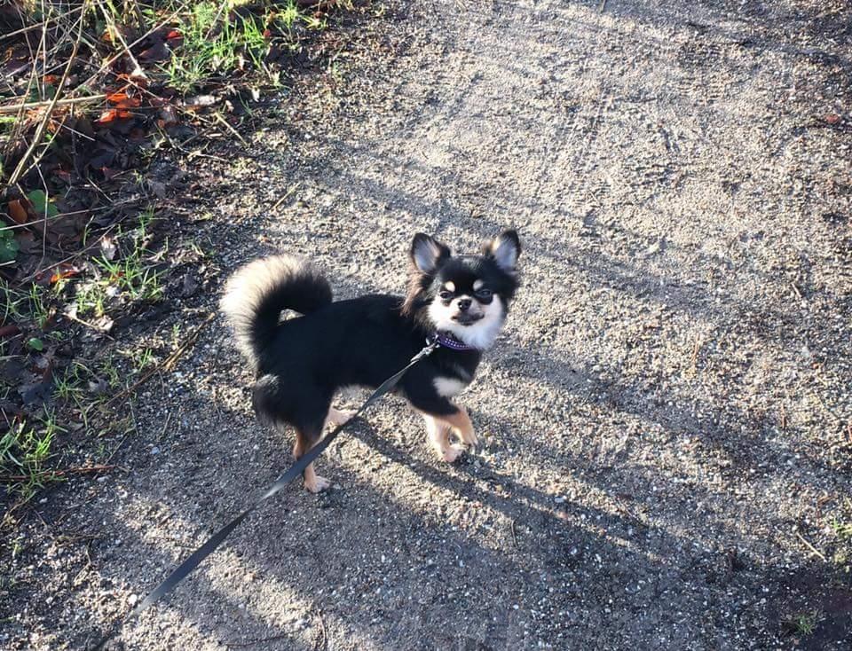 Chihuahua New Star Nova Be My Dream "Nova" billede 18