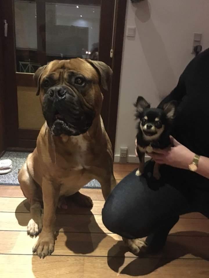 Chihuahua New Star Nova Be My Dream "Nova" billede 19