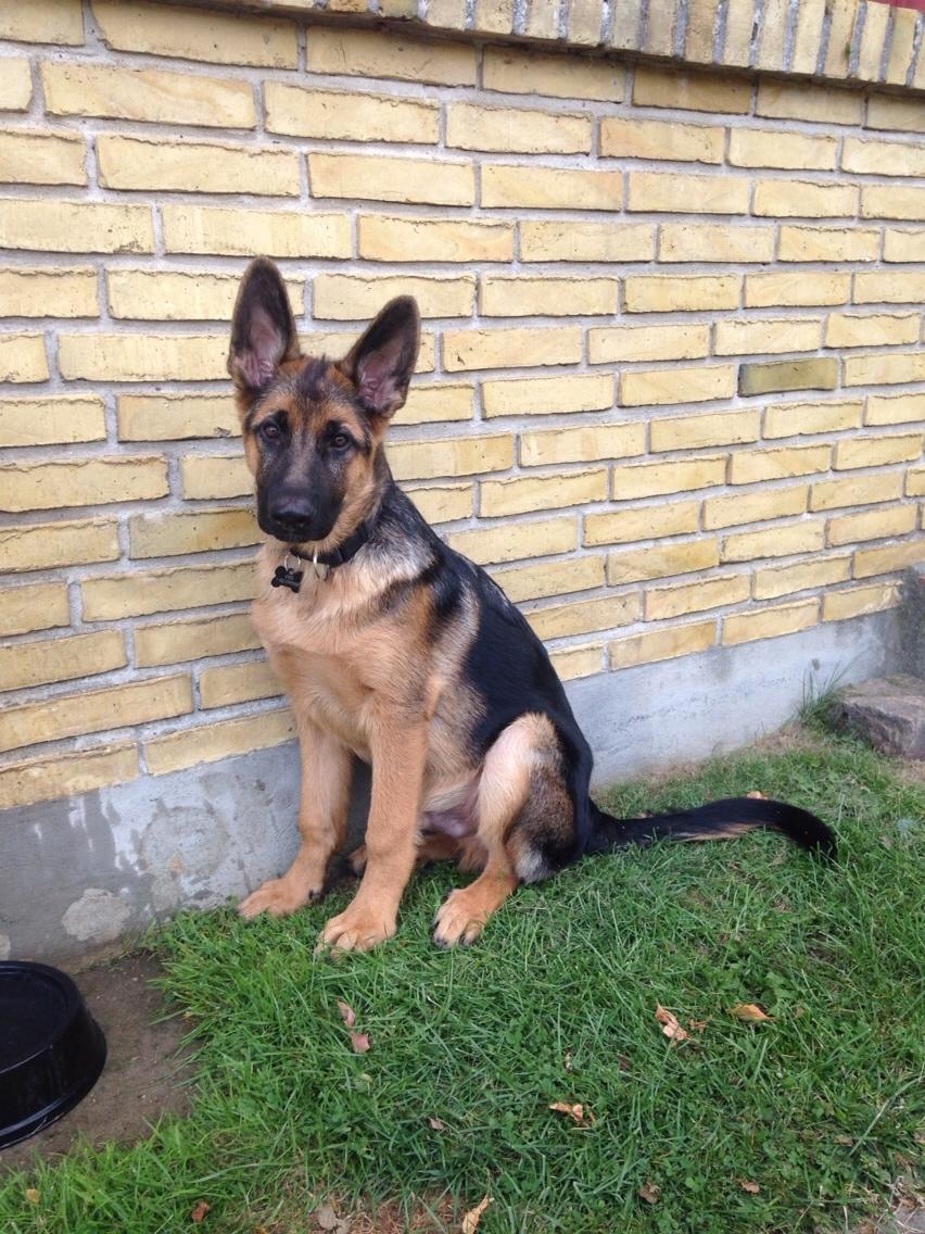 Schæferhund Enzo billede 26