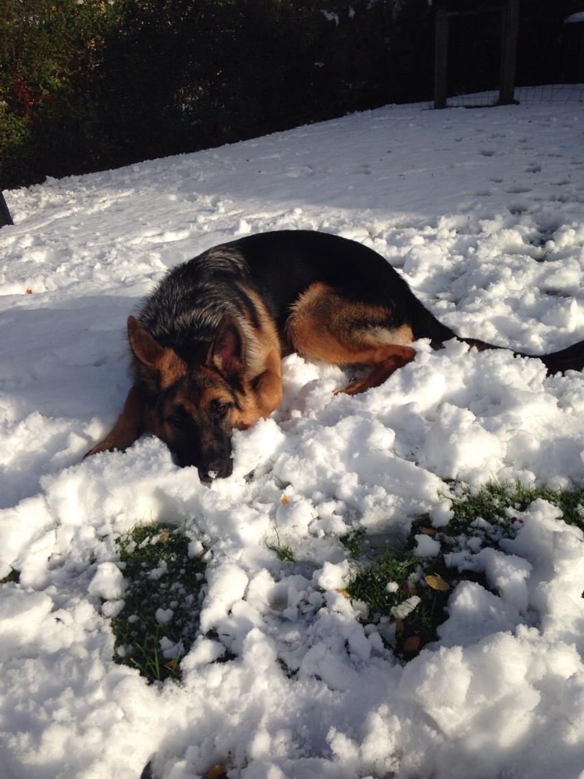 Schæferhund Enzo billede 34