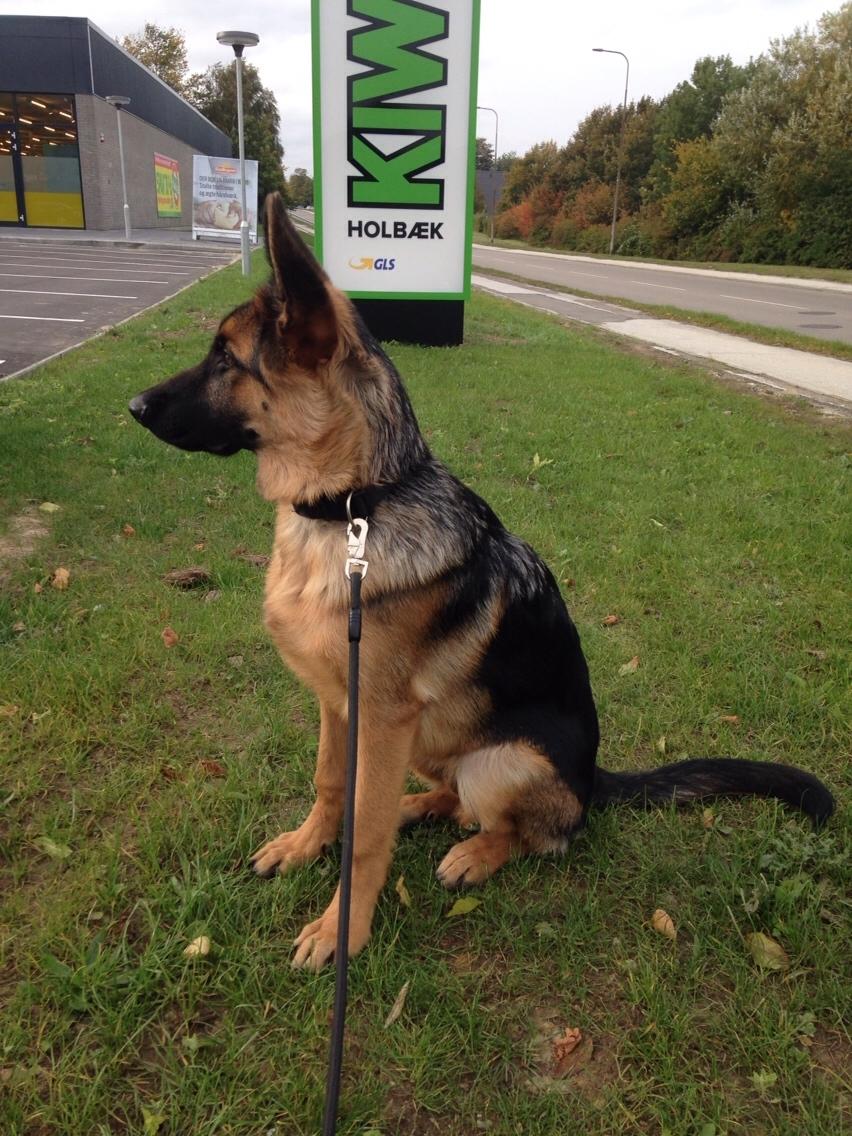 Schæferhund Enzo billede 32