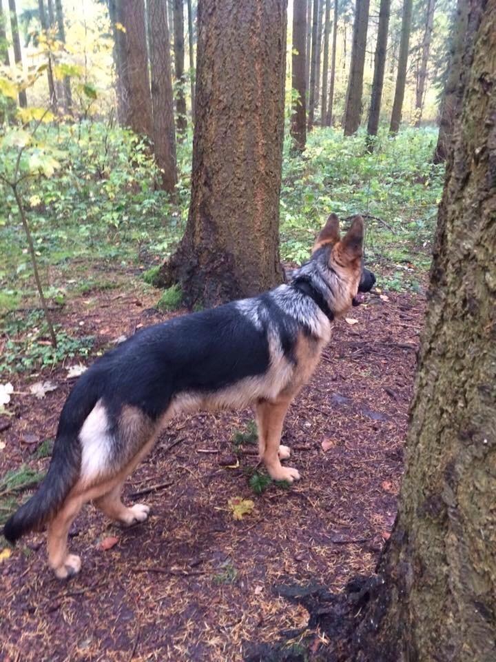 Schæferhund Enzo billede 37