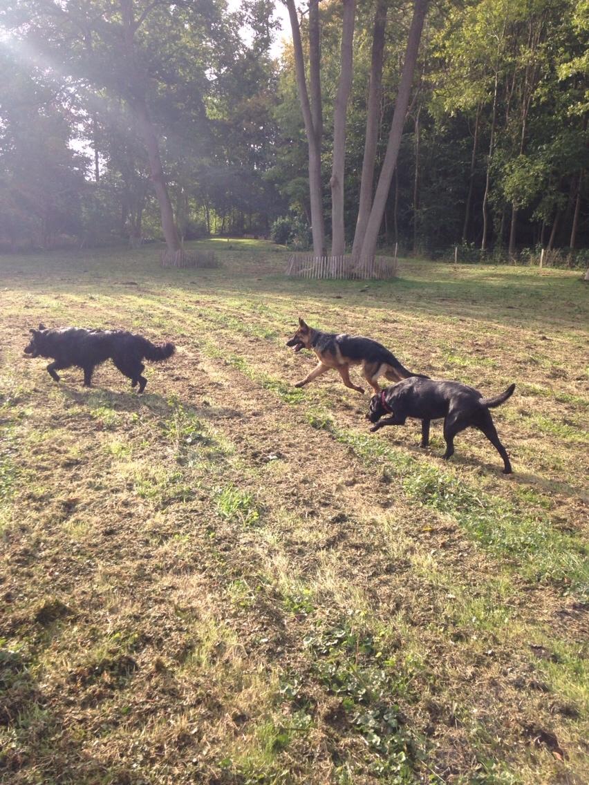 Schæferhund Enzo billede 42