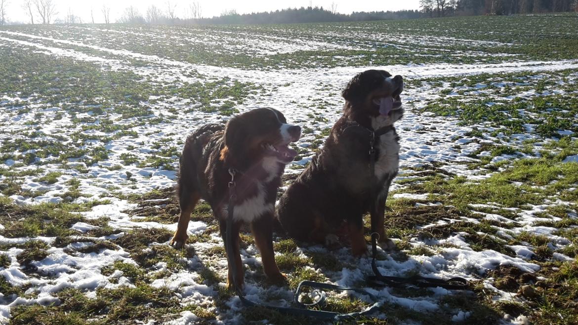 Berner sennenhund Dumle - februar 17 billede 32