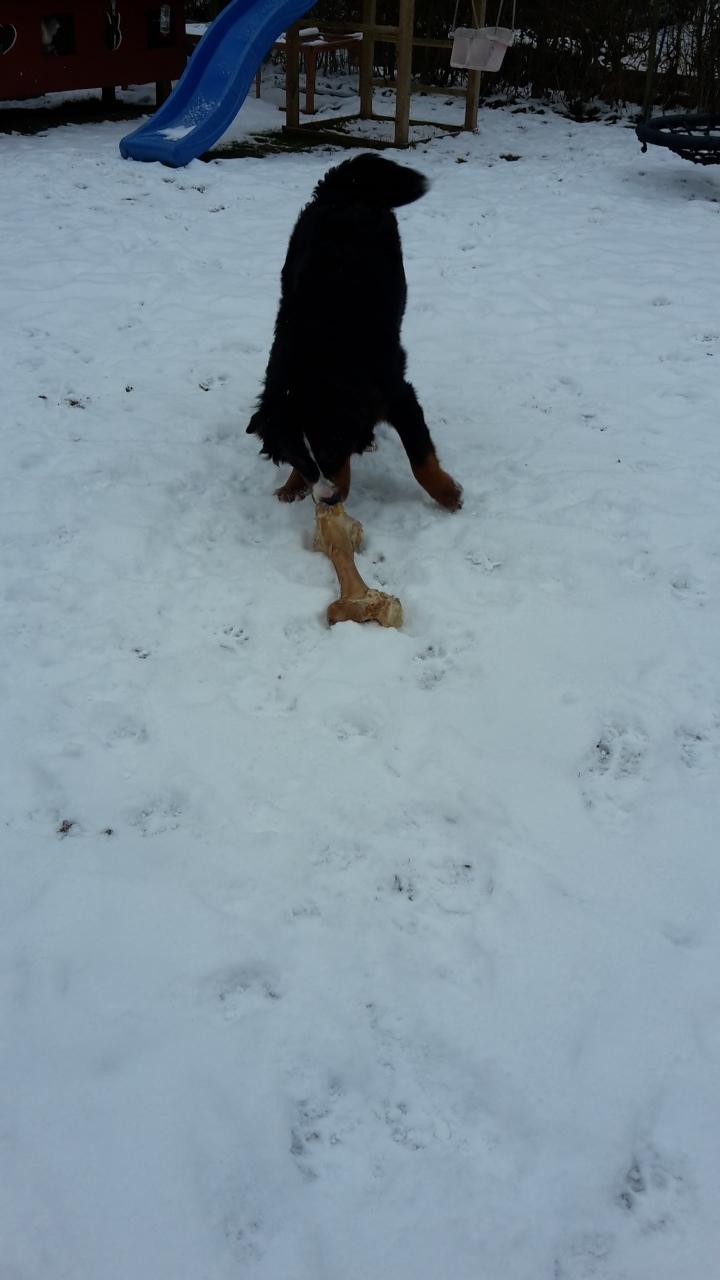 Berner sennenhund Dumle - februar 17 Jeg har fået et kæmpe kødben  <3 billede 33