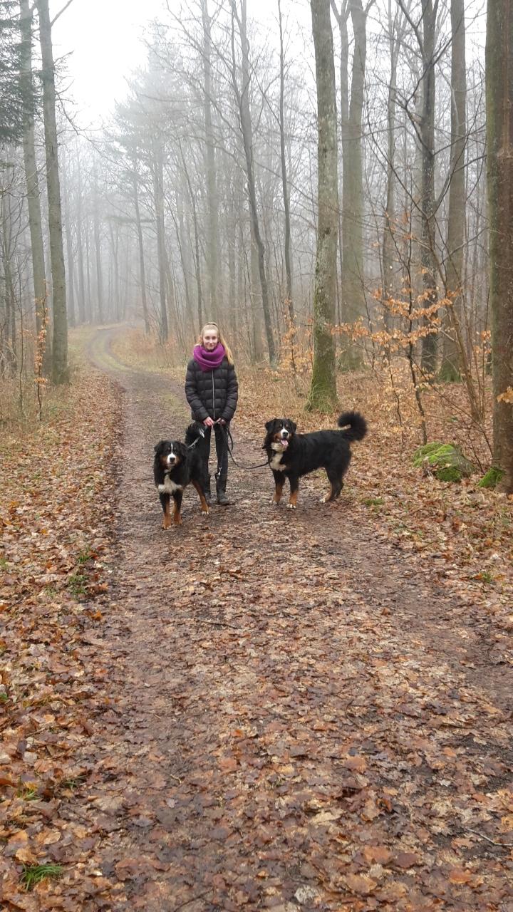 Berner sennenhund Dumle - februar 17 i skoven med mor <3 billede 36