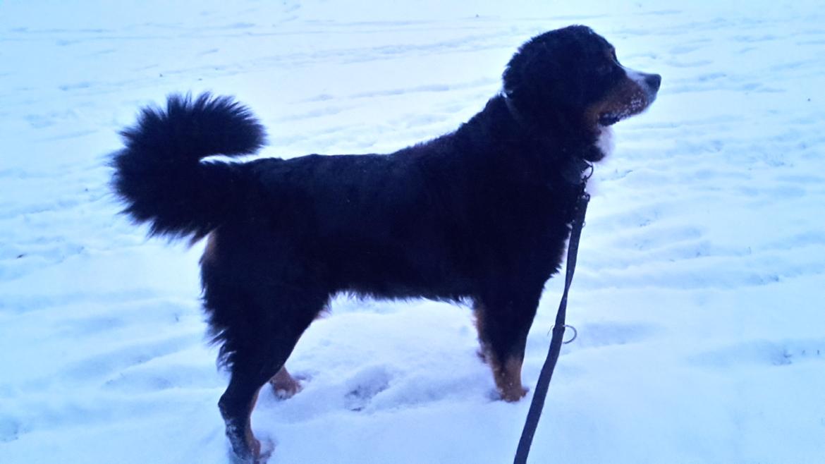 Berner sennenhund Balou - februar 17 store smukke i balou <3 billede 50