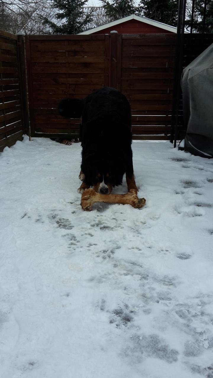Berner sennenhund Balou - februar 17 balou med sit kæmpe kødben <3 billede 49