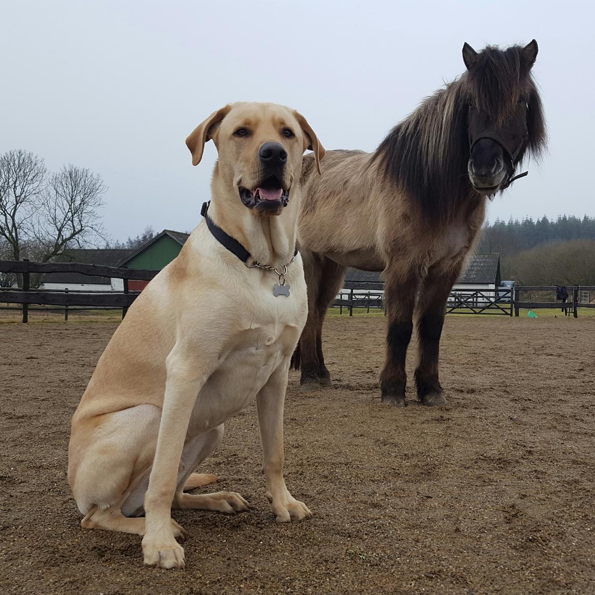 Blanding af racer Elvis *R.I.P* - Elvis og hans ismule Sif 17/2-17 billede 41