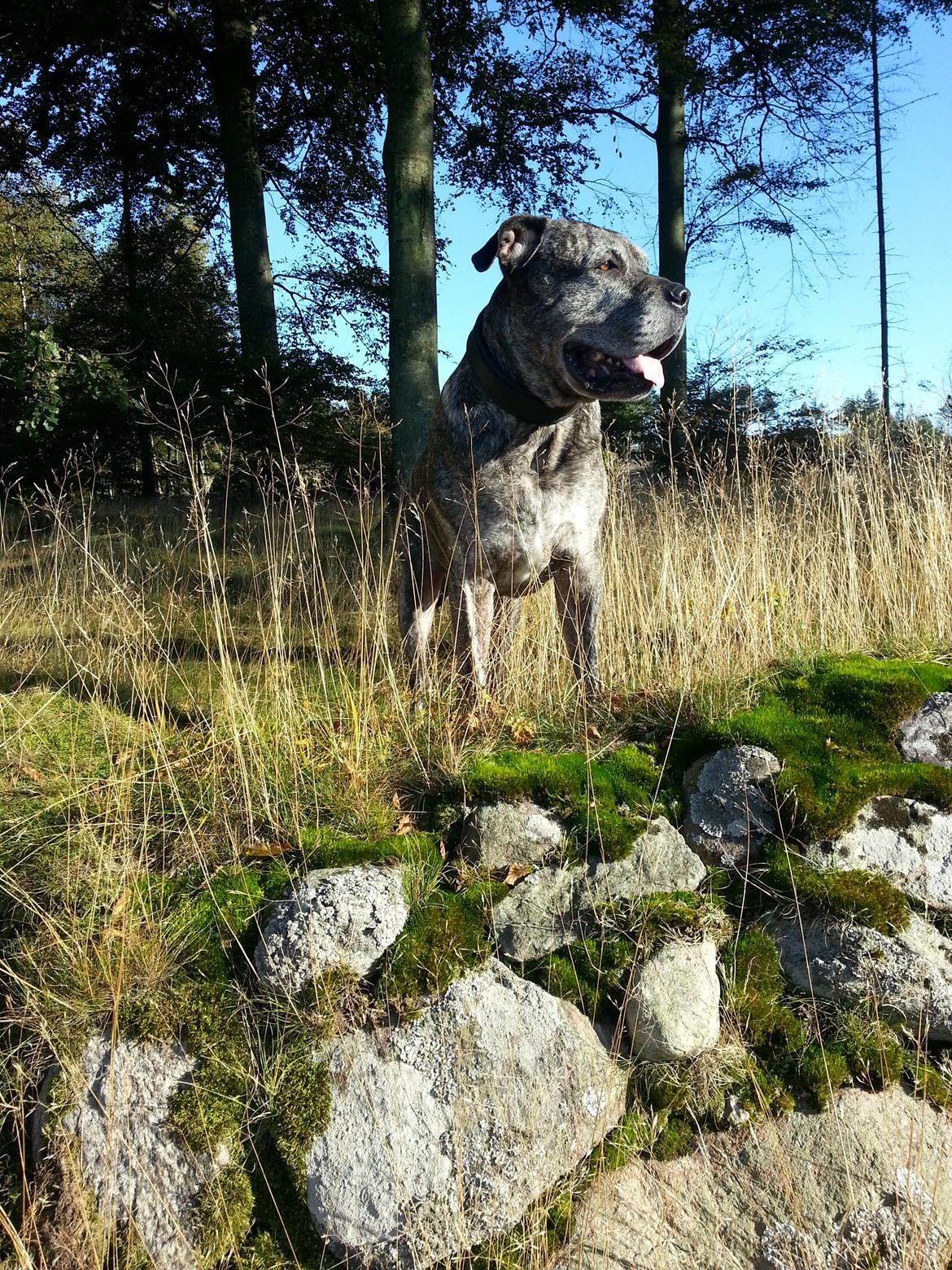 Dogo canario § Ricko § R.I.P MIN BEDSTE VEN! billede 21