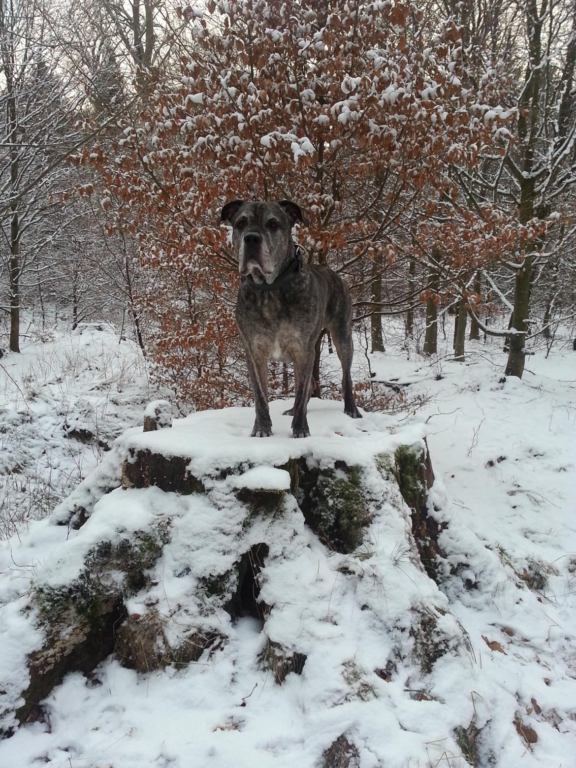 Dogo canario § Ricko § R.I.P MIN BEDSTE VEN! billede 22