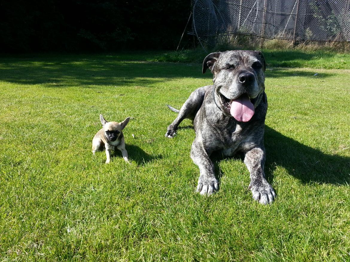 Dogo canario § Ricko § R.I.P MIN BEDSTE VEN! billede 23