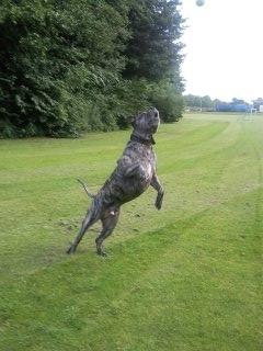 Dogo canario § Ricko § R.I.P MIN BEDSTE VEN! billede 24