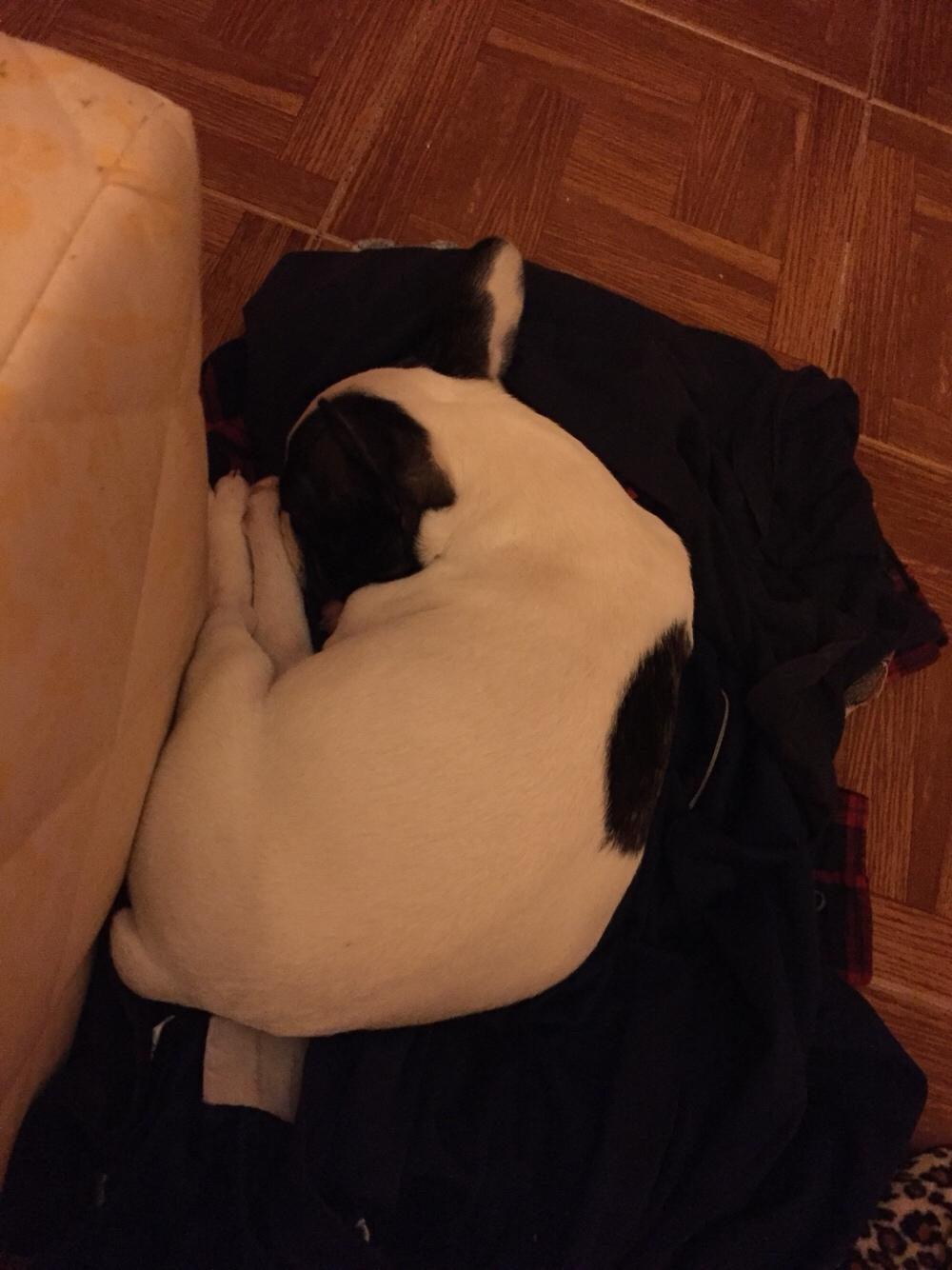 Fransk bulldog Torro billede 10