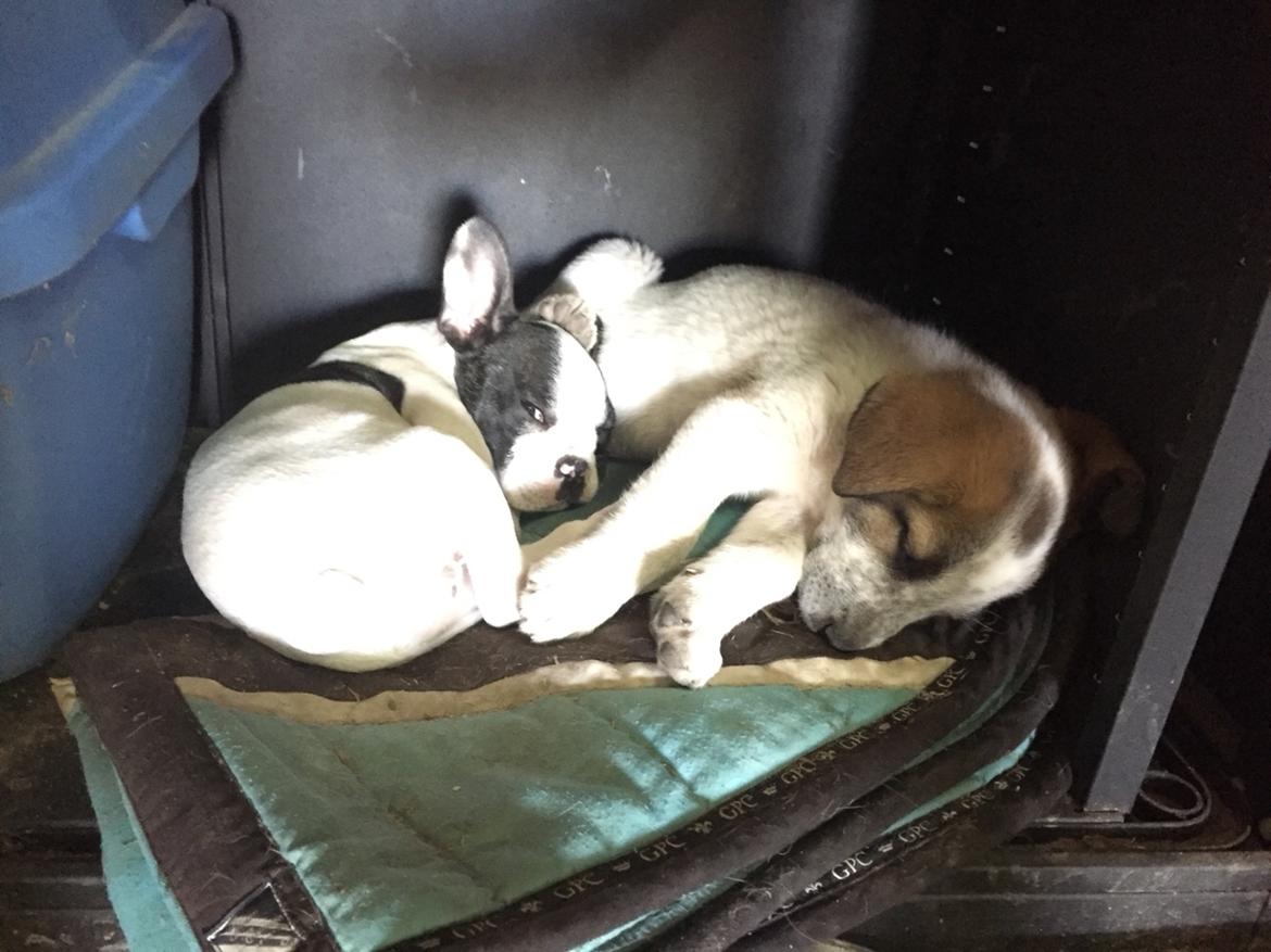 Fransk bulldog Torro - Sasha, min bedste veninde fra Portugal '17 billede 13