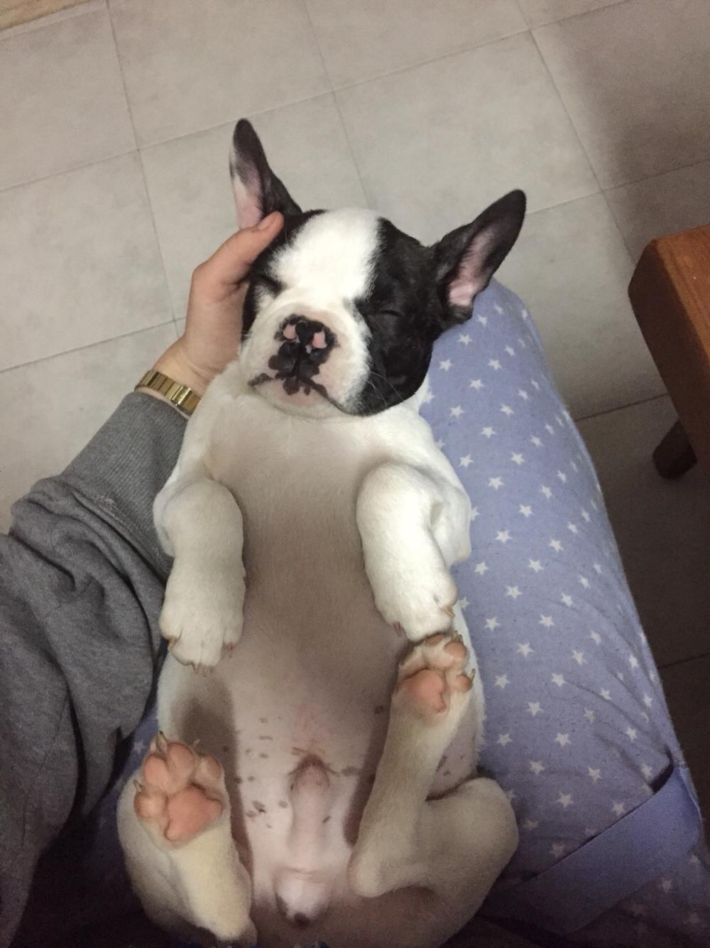Fransk bulldog Torro - Passer perfekt på mors lår - Portugal '17 billede 12