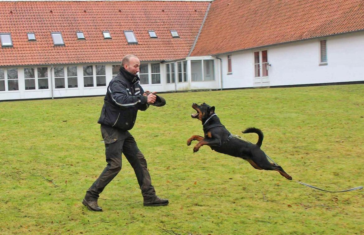 Rottweiler Herman  billede 2