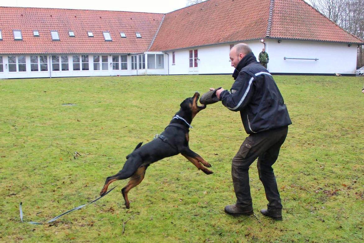 Rottweiler Herman  billede 5