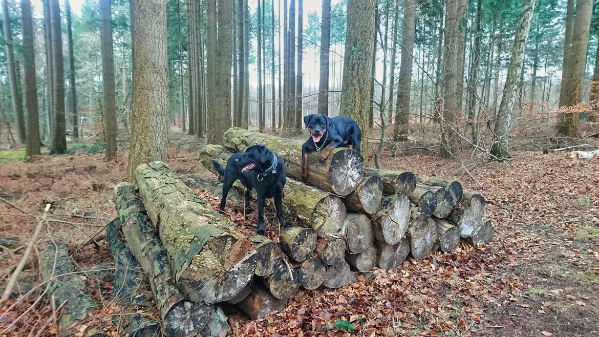 Rottweiler Herman  billede 6