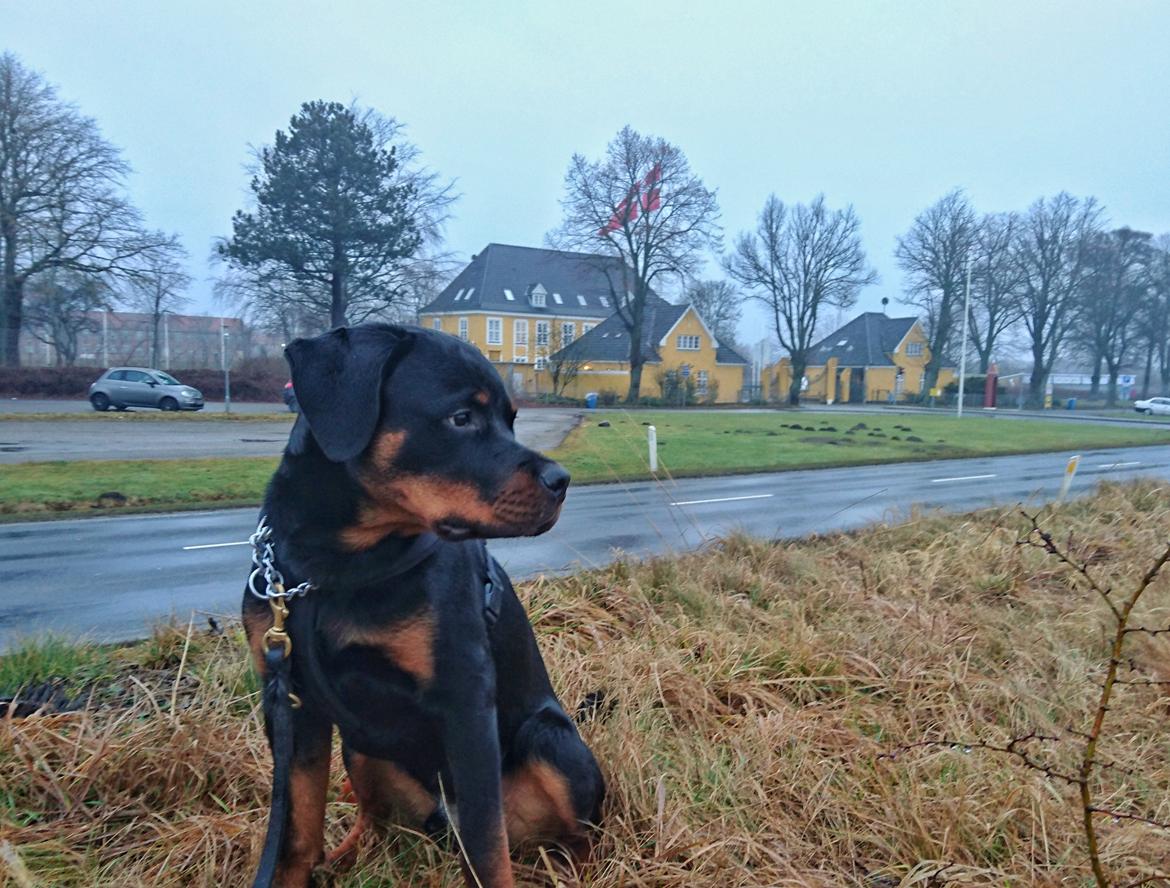 Rottweiler Herman  billede 1