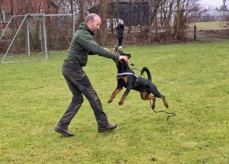 Rottweiler Herman  billede 3