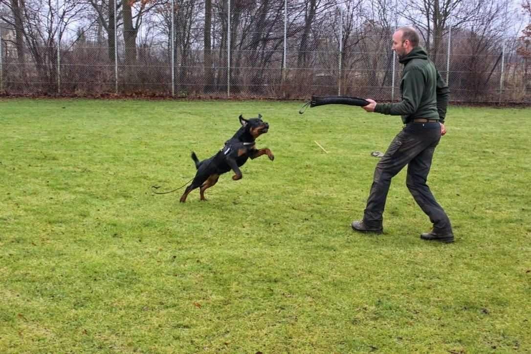 Rottweiler Herman  billede 4