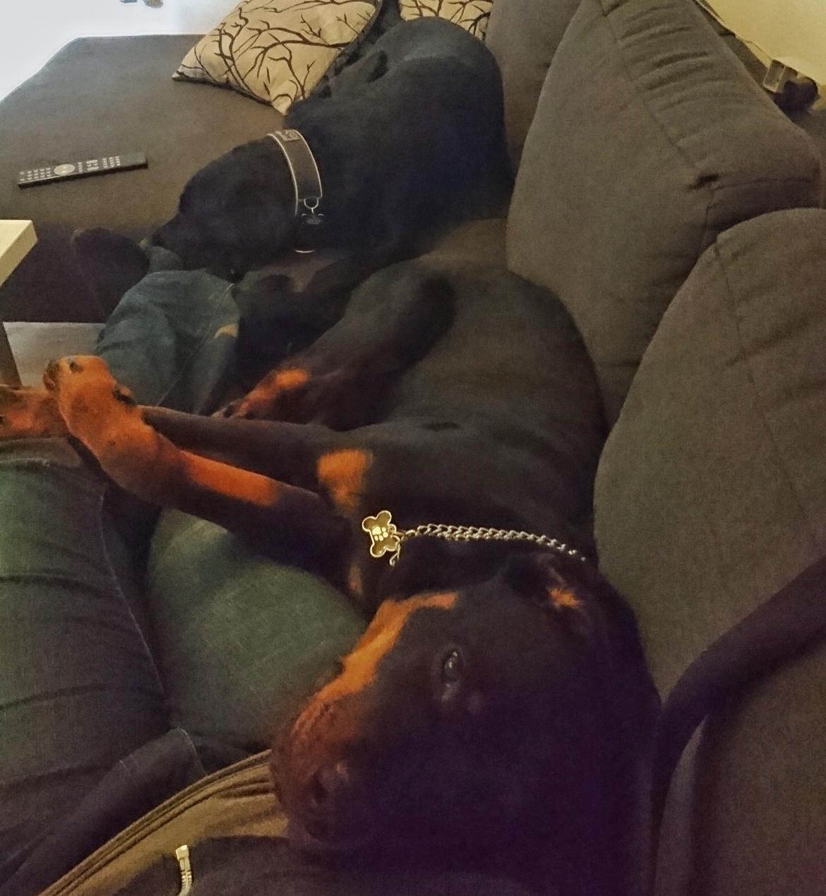 Rottweiler Herman  billede 7