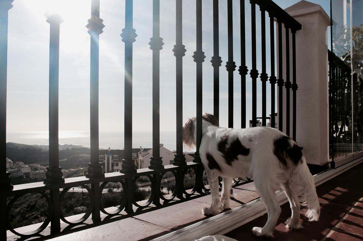 Cavalier king charles spaniel Zika - Spanien vinterferien 2017, 7 mdr gammel billede 4