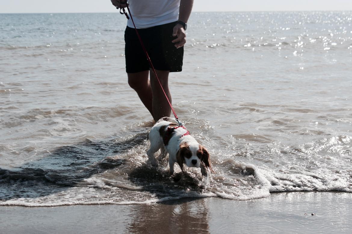 Cavalier king charles spaniel Zika - Spanien vinterferien 2017, 7 mdr gammel. Første gang i vandet billede 6