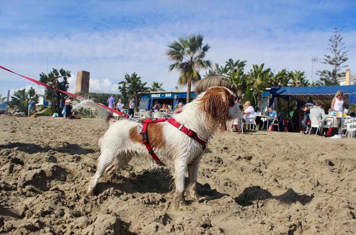 Cavalier king charles spaniel Zika - Spanien vinterferien 2017, 7 mdr gammel billede 5