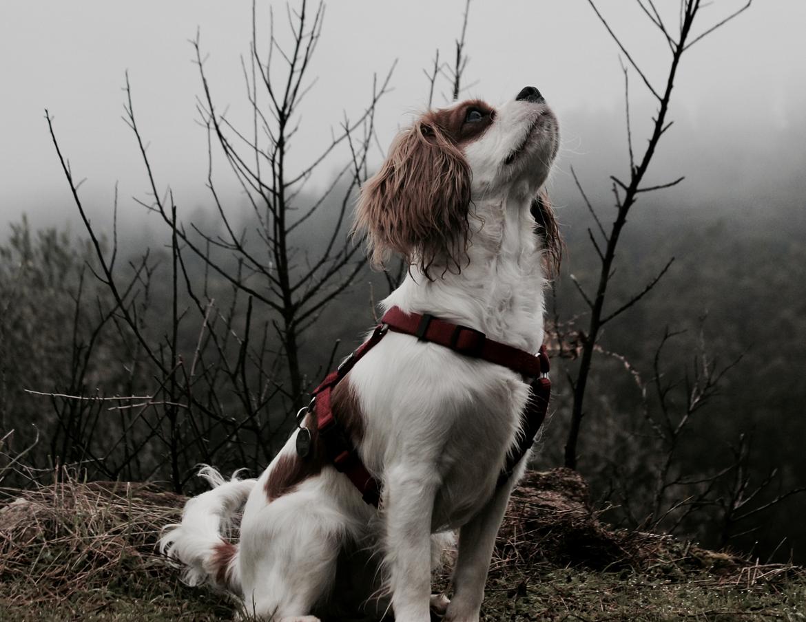 Cavalier king charles spaniel Zika - Spanien vinterferien 2017, 7 mdr gammel billede 1