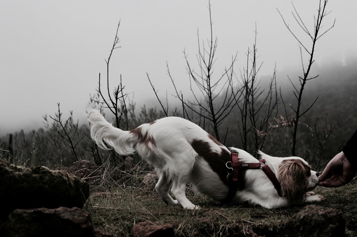 Cavalier king charles spaniel Zika - Spanien vinterferien 2017, 7 mdr gammel billede 2
