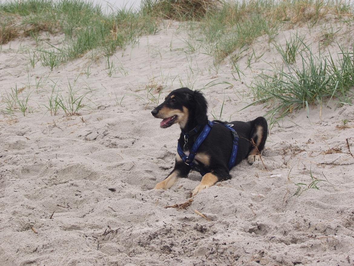 Saluki Kirman Arania billede 17