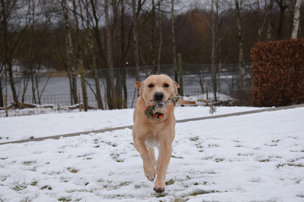 Labrador retriever Batmoors Cromarty Twig billede 4