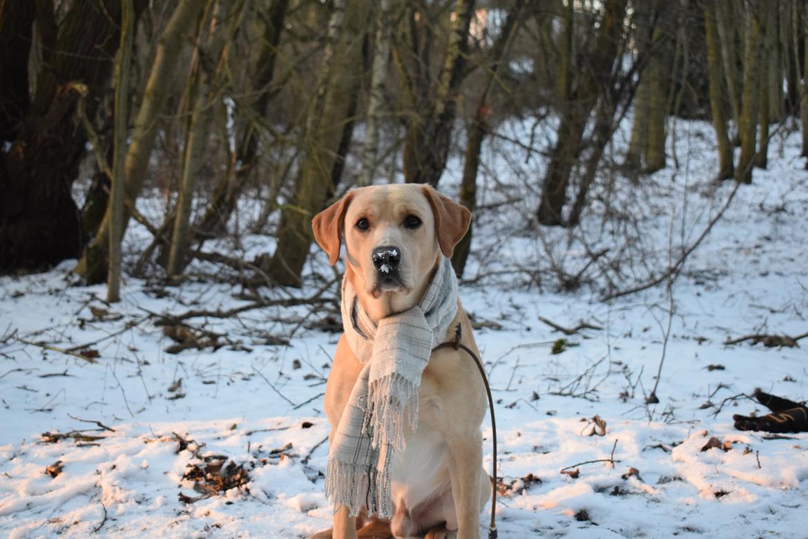 Labrador retriever Batmoors Cromarty Twig billede 7