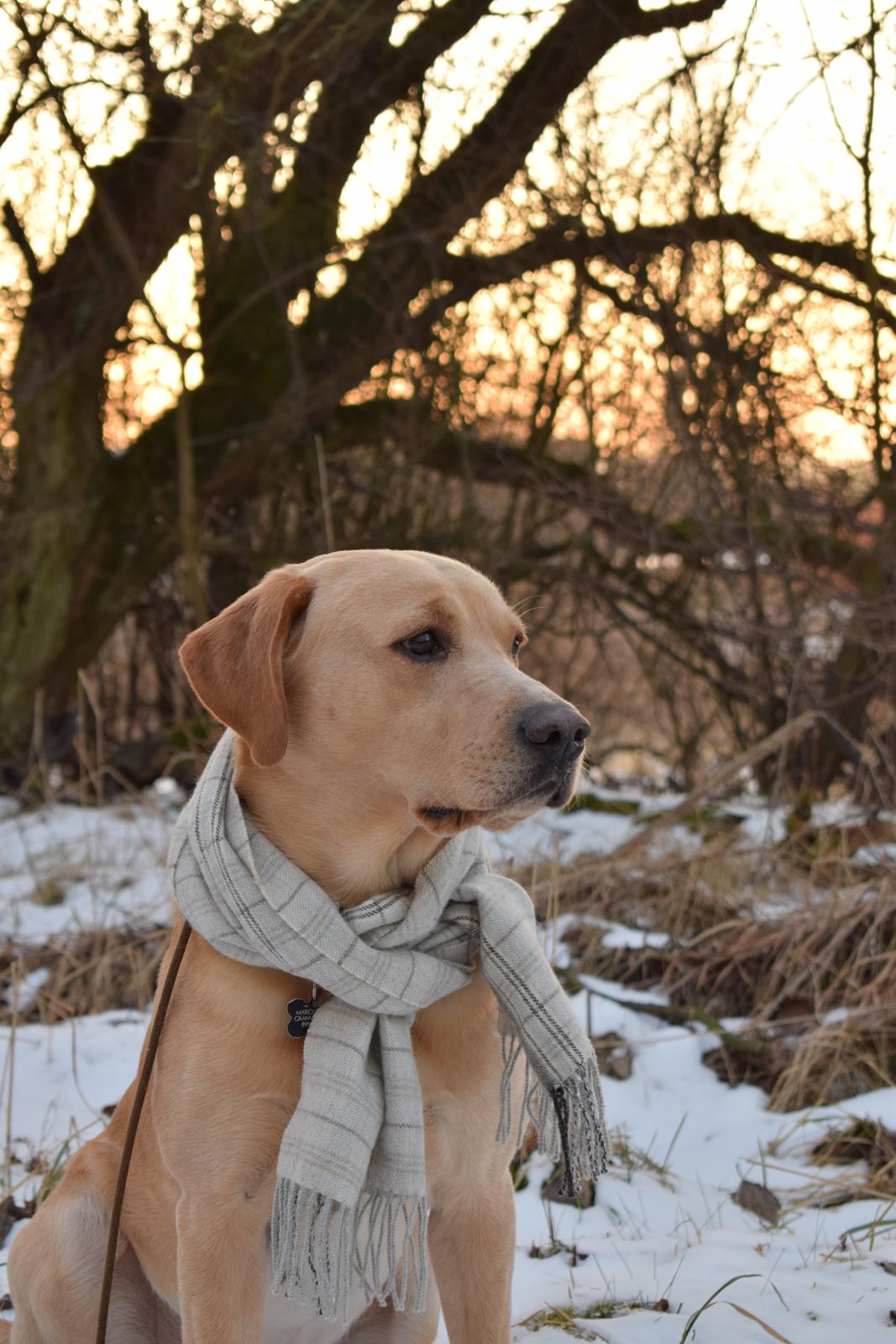 Labrador retriever Batmoors Cromarty Twig billede 2