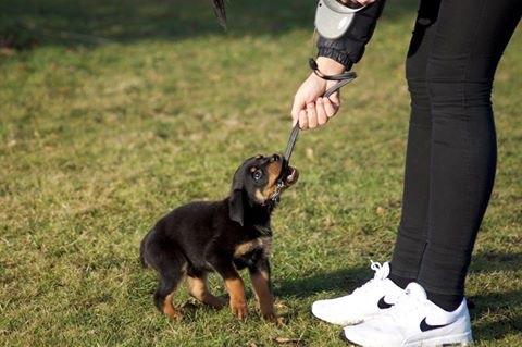 Rottweiler Bosco billede 6