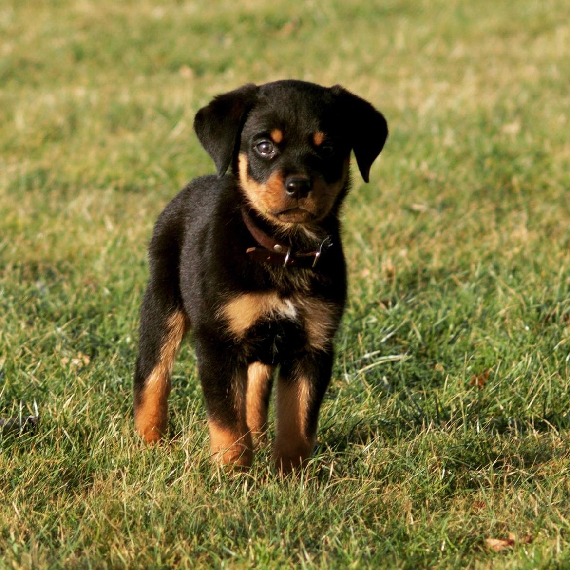 Rottweiler Bosco billede 7