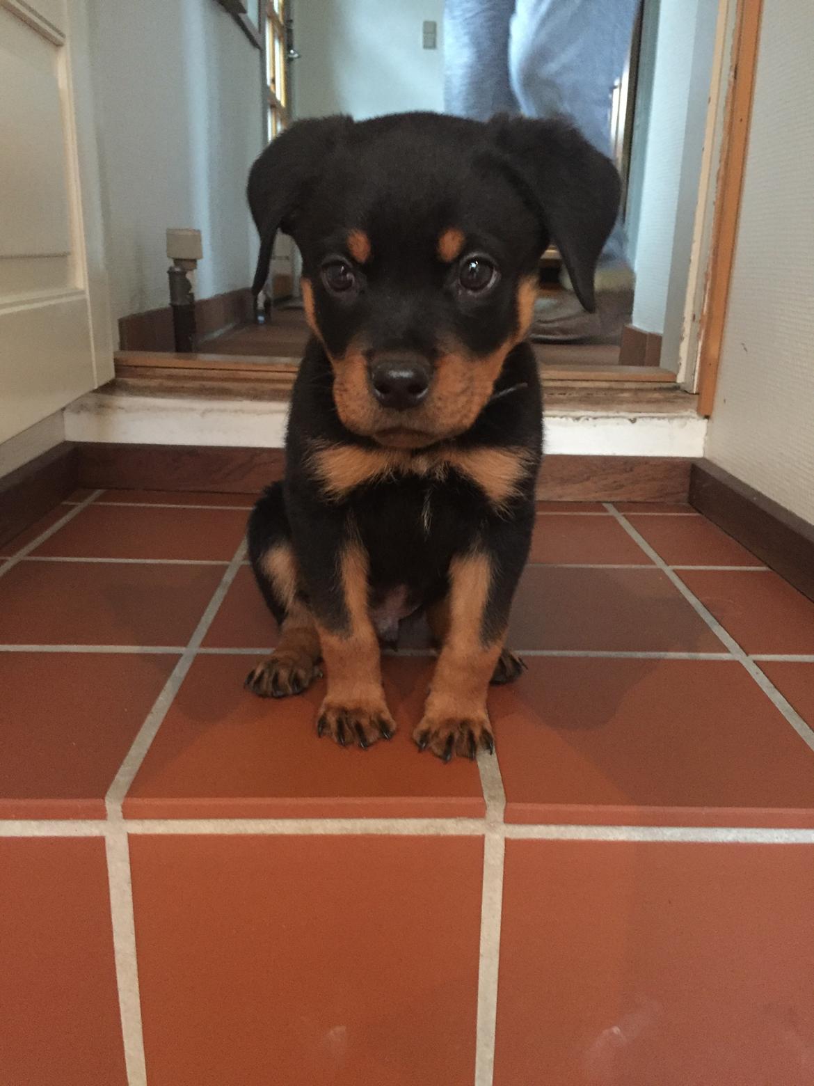 Rottweiler Bosco billede 12