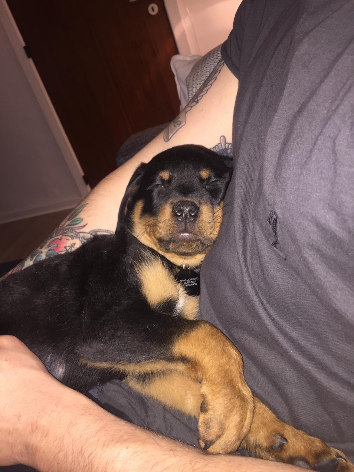 Rottweiler Bosco billede 15