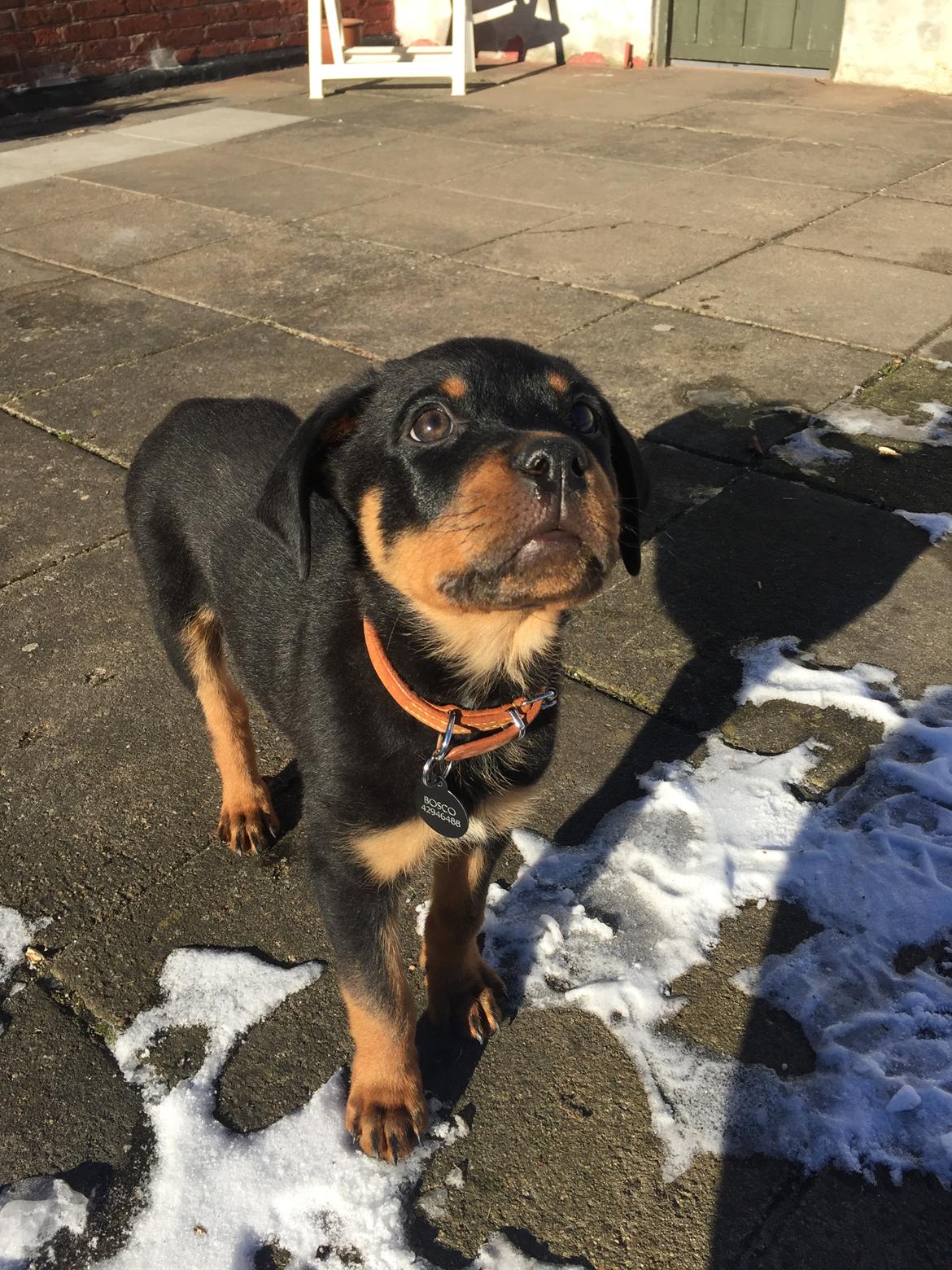 Rottweiler Bosco billede 17