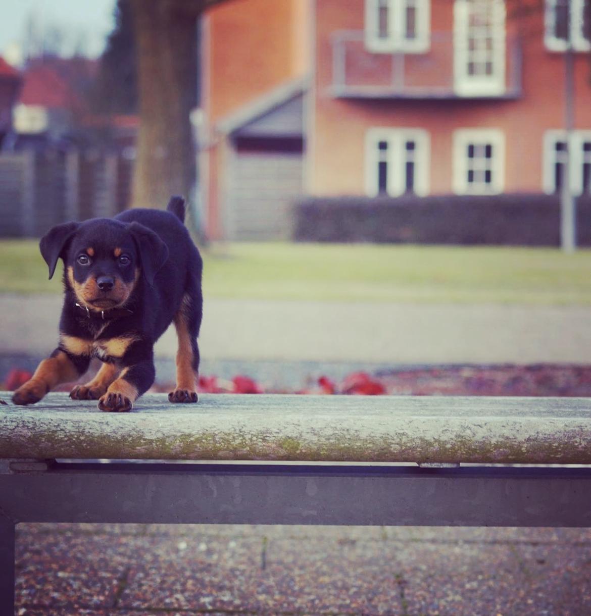 Rottweiler Bosco billede 11