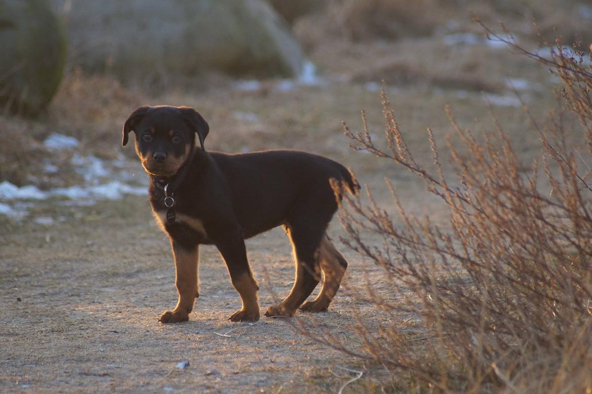 Rottweiler Bosco billede 22