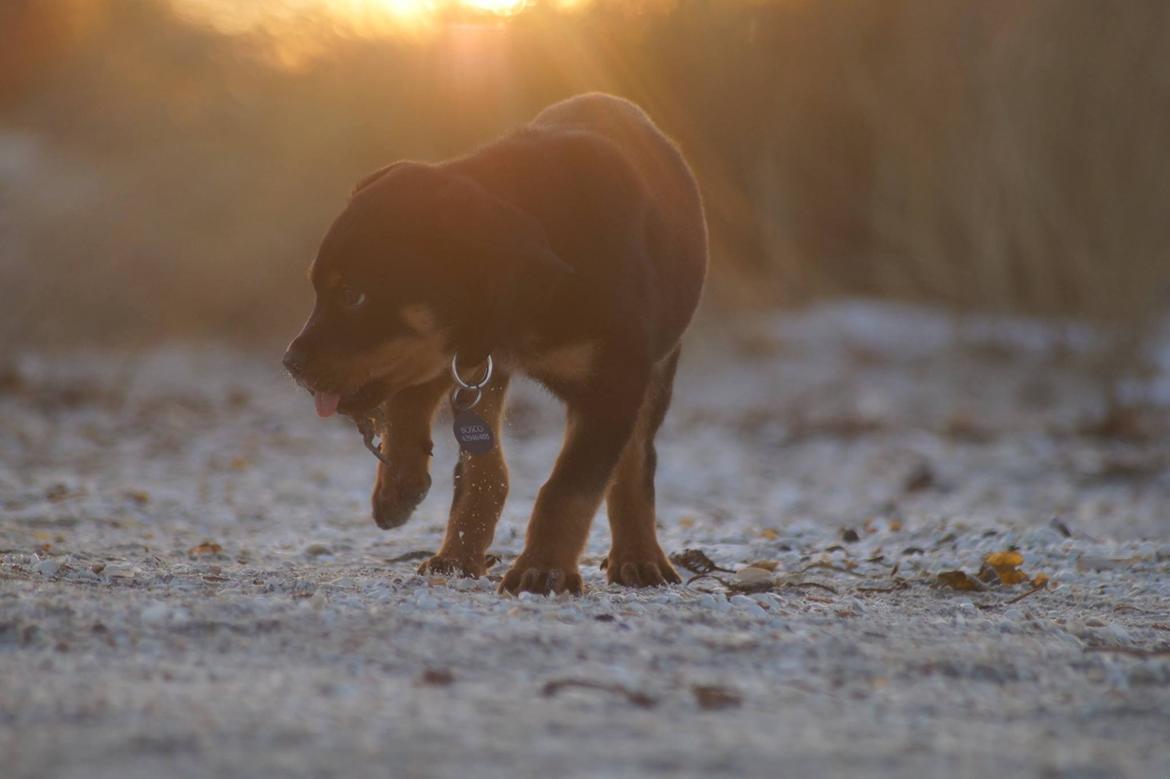 Rottweiler Bosco billede 21