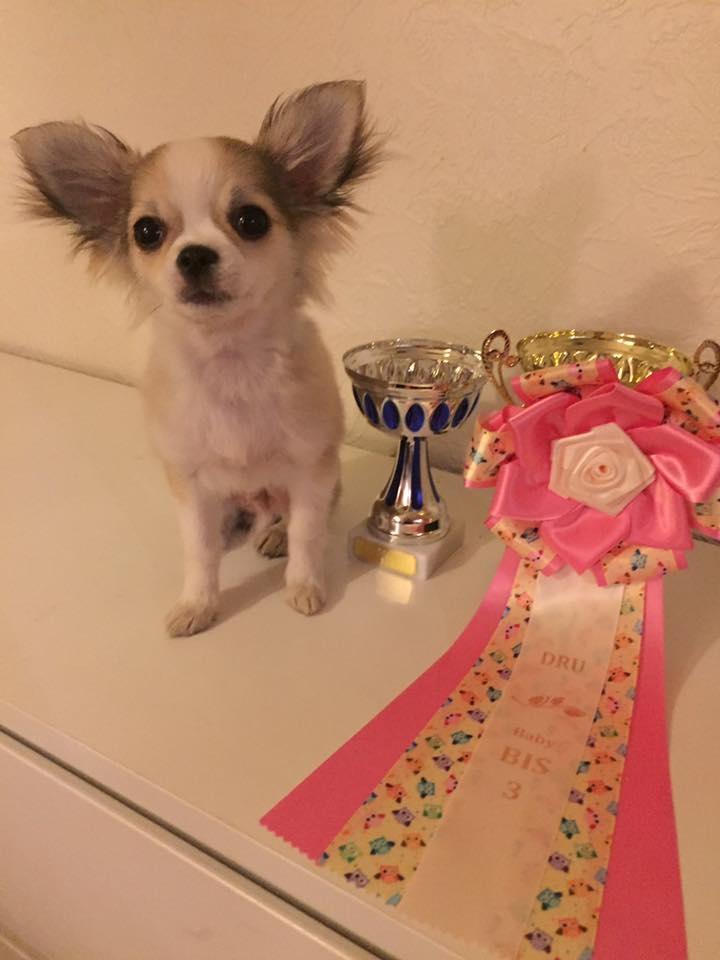 Chihuahua Nibian's Unik Raphael billede 18