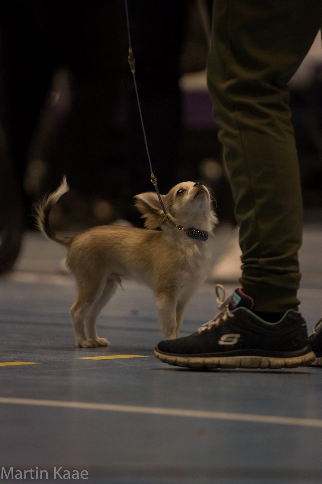 Chihuahua Nibian's Unik Raphael billede 19