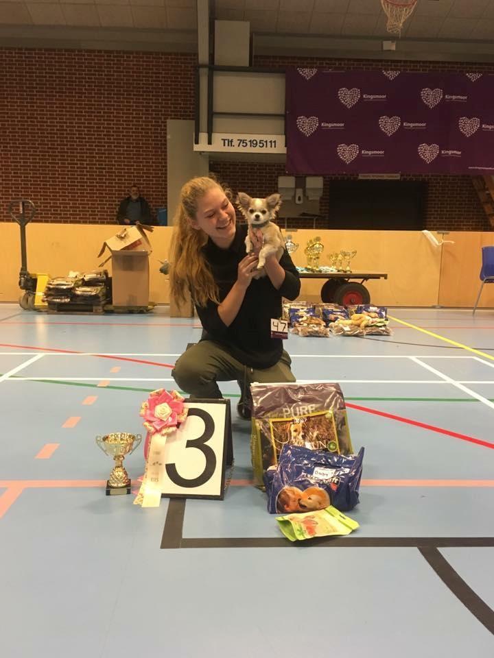 Chihuahua Nibian's Unik Raphael billede 20